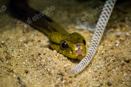 Preview: Dog-toothed cat snakes have big heads and eyes.