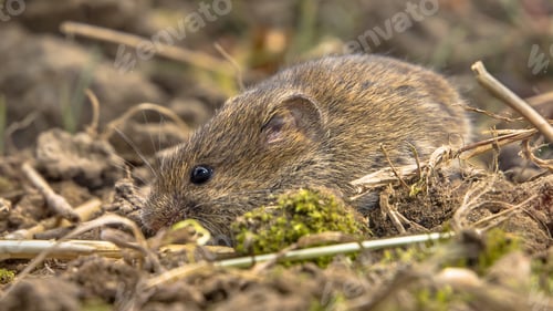 Preview: Field mouse hiding with camouflage