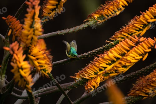 Preview: A collared sunbird, Hedydipna collaris, taking flight off an aloe plant.