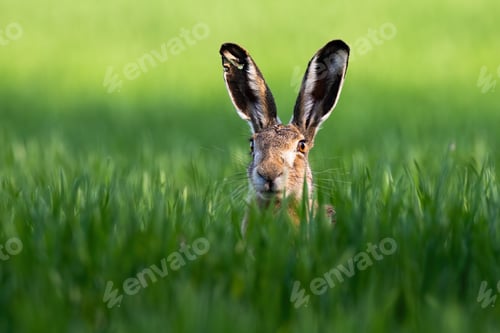 Preview: Close-up of brown hare, lepus europaeus, peeking out from green grass in nature