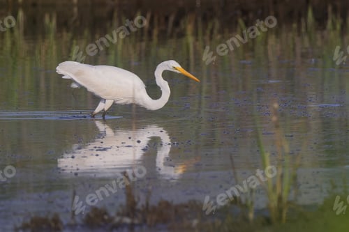 Preview: White egret standing in shallow water