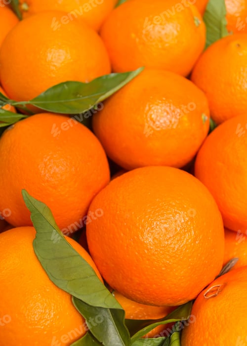 Vorschau: Leckere valencianische Orangen, frisch gesammelt