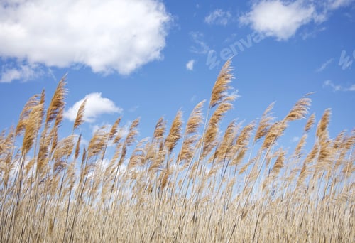 Preview: Reeds in the wind against a pale blue sky
