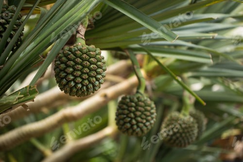 Preview: Fruit of Pandanus utilis