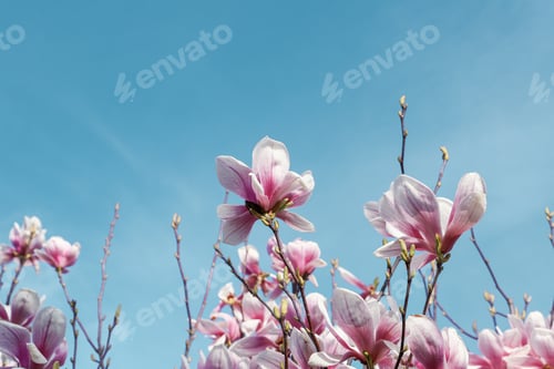 Preview: magnolia flowers with blue sky background - concept of positivity and renewal. spring