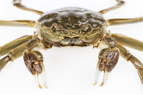 Preview: freshwater crab closeup