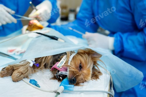 Preview: Veterinary clinic. Surgery dog's feet. The doctor sews up the leg of the dog