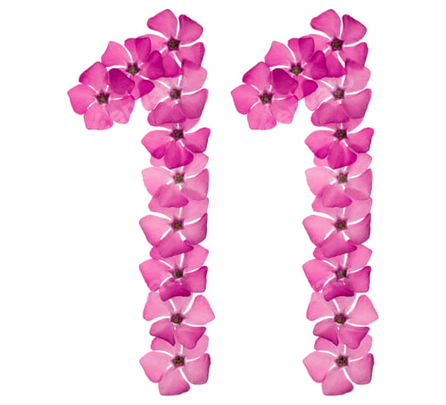 Preview: Numeral 11, eleven, from natural pink flowers of periwinkle, isolated on white background