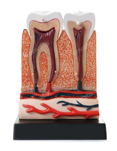 Preview: Educational model of jaw section with teeth on color background