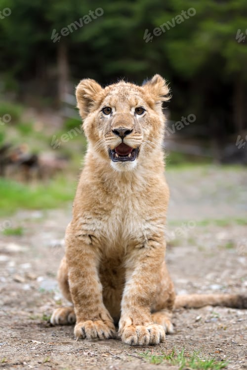 Preview: Young lion cub in the wild