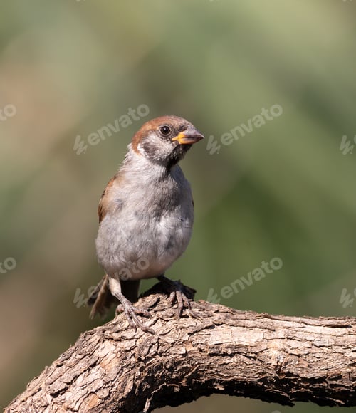 Preview: Eurasian tree sparrow, Passer montanus. Bird sitting on a branch, beautiful background