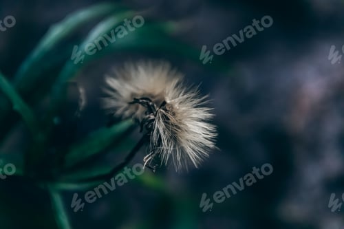 Preview: Selective focus shot of a faded thistle in a forest nearby the coast of Baltic Sea in Lithuania