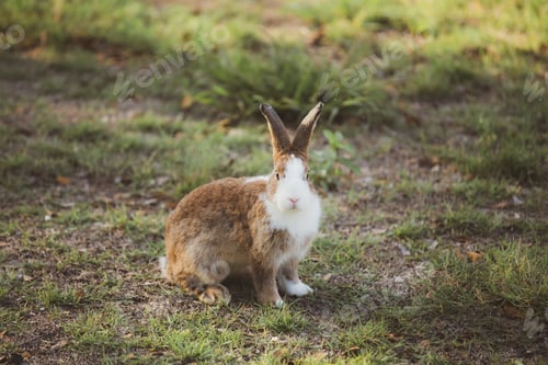 Preview: portrait close up of lovely, adorable and fluffy Easter bunny or rabbit. Cute Symbol of Easter