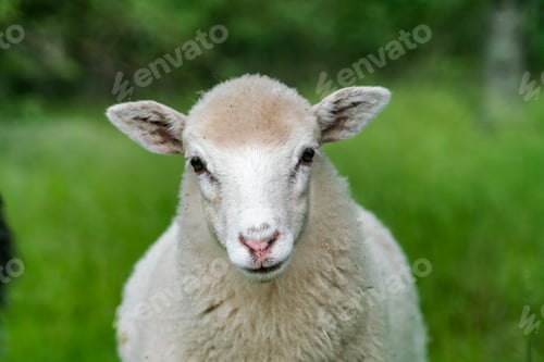 Preview: White sheep looking at camera