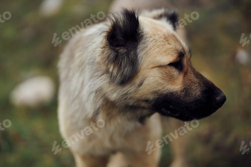 Preview: dog outdoors in the field walk travel friendship