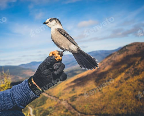 Preview: Bird perched on a gloved hand against a mountainous landscape in autumn