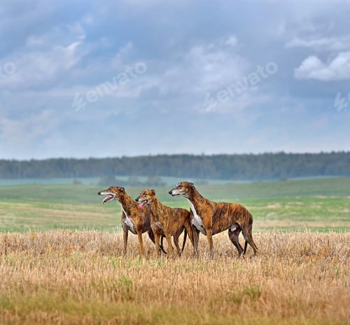 Preview: English Greyhound dogs on a field
