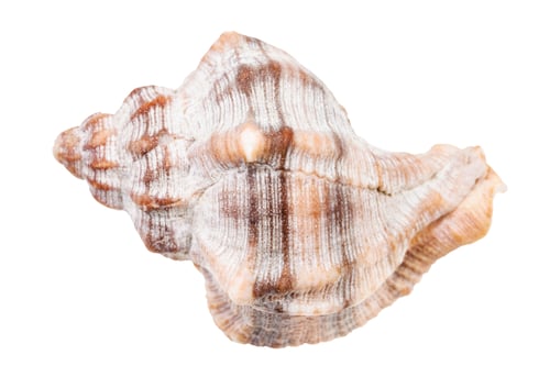 Preview: shell of whelk snail isolated on white