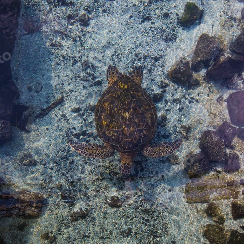 Preview: A sea turtle swimming through tropical waters