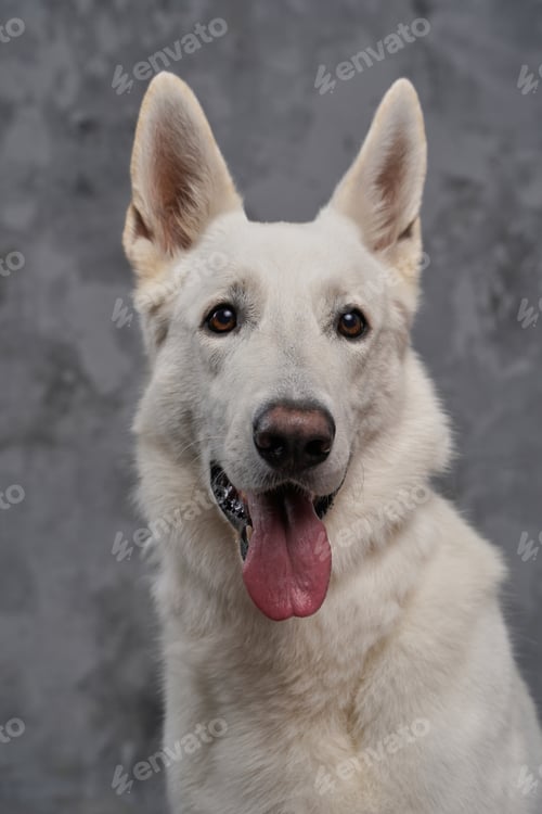 Preview: Headshot of joyful purebred dog looking at camera