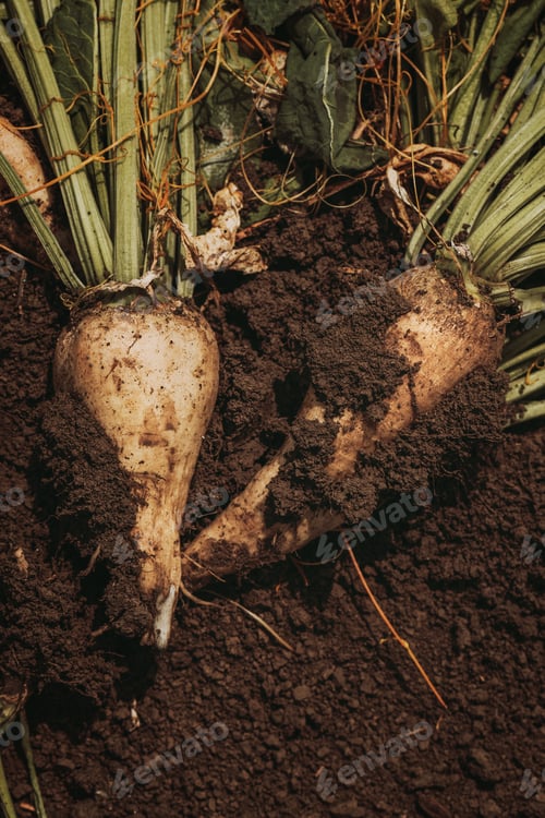 Preview: Harvested sugar beet root crop on plantation field ground, top down perspective