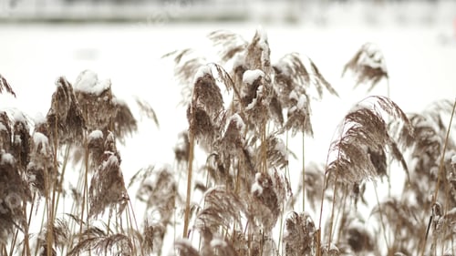 Preview: Background image of fluffy pale color feathers. wind grass flowers in aesthetic nature. Quiet and