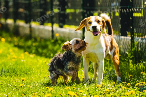 Preview: Cute Yorkshire Terrier dog running with beagle dog on gras on sunny day
