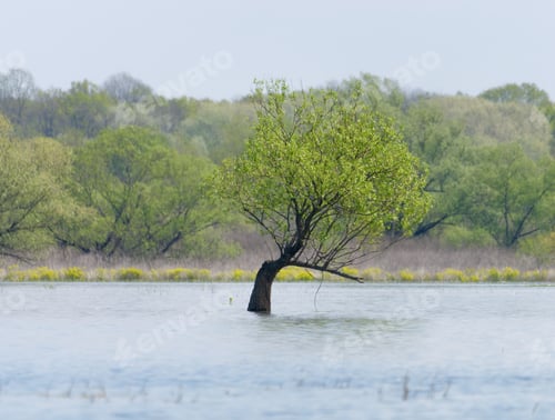 Preview: Majestic tree stands alone in a tranquil lake