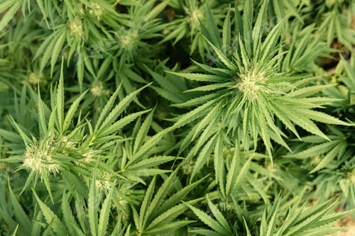Preview: Blooming ripe Marijuana with Buds and green Leaves. Organic Cannabis Sativa Female Plants with CBD