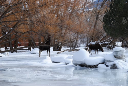 Preview: Moose in a wintery landscape of glistening snow and tall trees