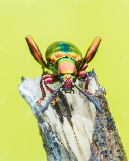 Preview: frog beetle