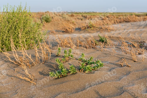 Preview: A lone green plant survived in a hot desert