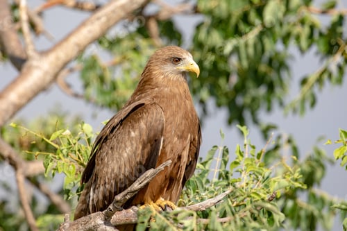 Preview: Yellow-billed Kite