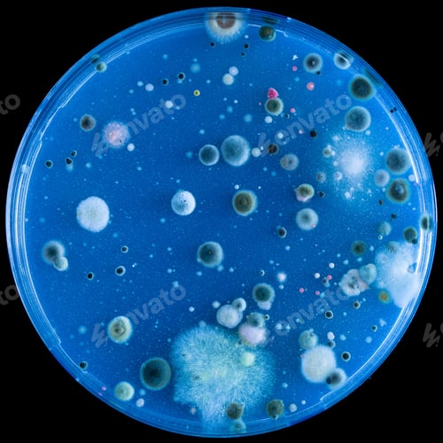 Preview: Macro shot from a microscope of some bacteria