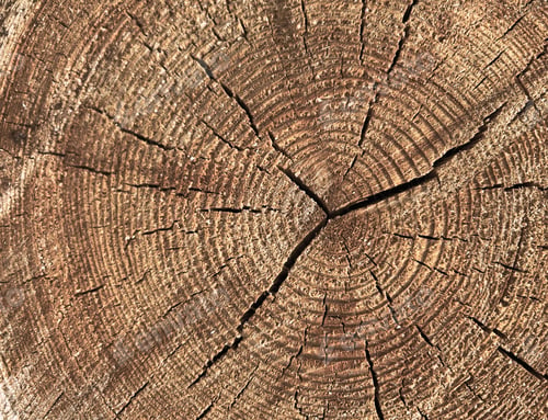 Preview: Perfect round felled tree with annual rings and cracks. Wood texture. Cut logs pattern