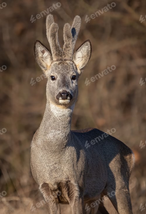 Preview: Roe deer stands surrounded by a sun-scorched grassy plain