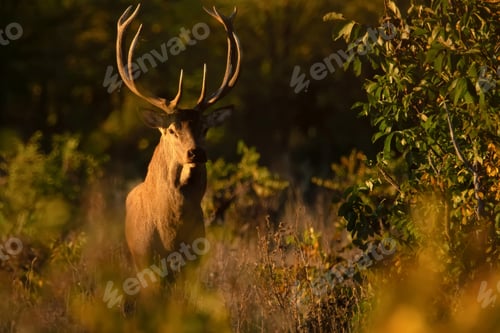 Preview: Red deer stag or Cervus elaphus in a forest