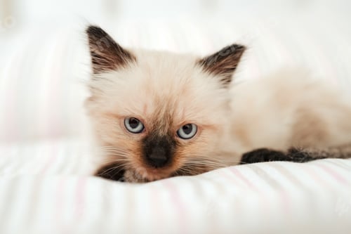 Preview: Cute white little kitten with black ears is snuggled up in a white bed while trying to sleep.
