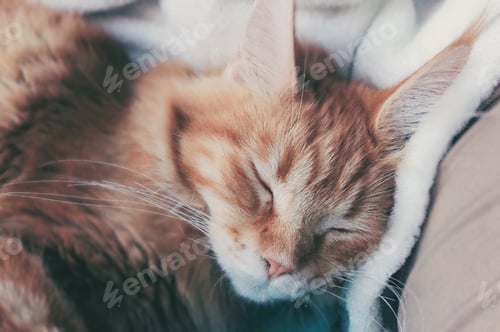 Vista previa: Sleeping kitty