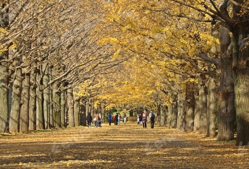 Preview: Ginkgo trees with yellow leaves