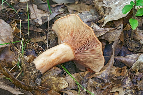 Preview: Peck'S Milky (Lactarius Peckii). Called Peck'S Milky Cap Also