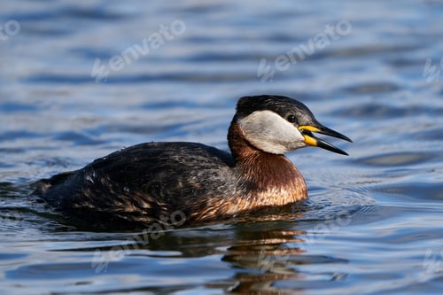 Preview: Red-necked grebe (Podiceps grisegena)