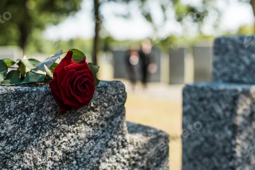 Preview: shadows on red aromatic rose on concrete tomb