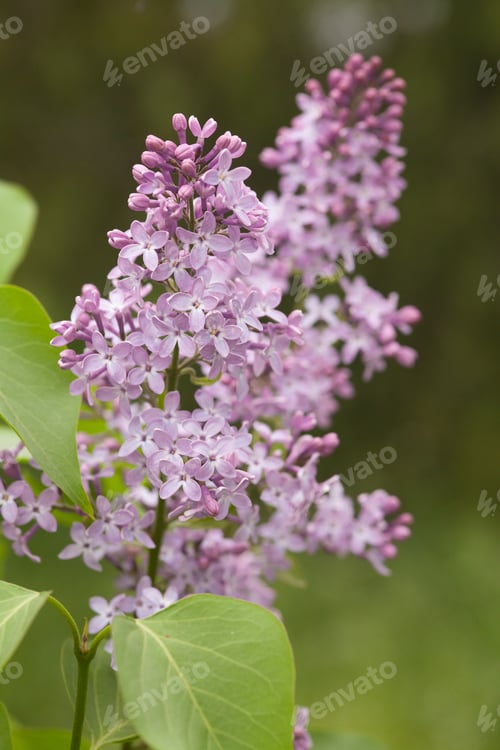Preview: Beautiful lilac flowers blooming in spring garden