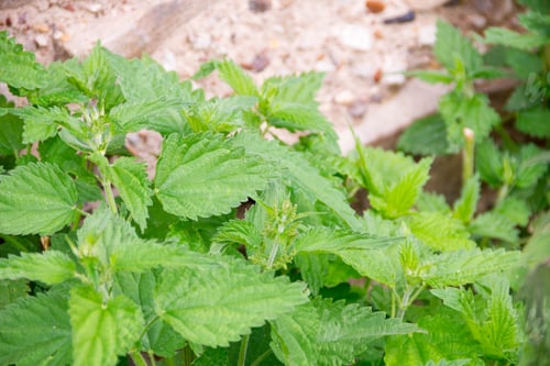 Preview: Urtica dioica, often called common nettle or stinging nettle