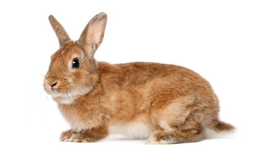 Preview: Rabbit lying against white background