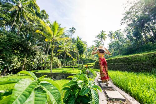 Preview: Woman at Tegalalang rice terrace in Bali