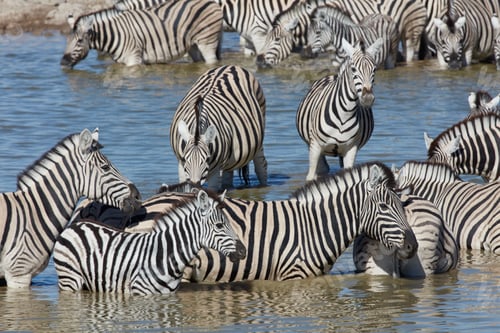 Preview: Burchell's zebra, Equus quagga burchellii, standing in watering hole.