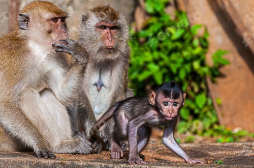 Preview: Beautiful shot of a monkey family with mother, father and baby monkeys on a blurred background
