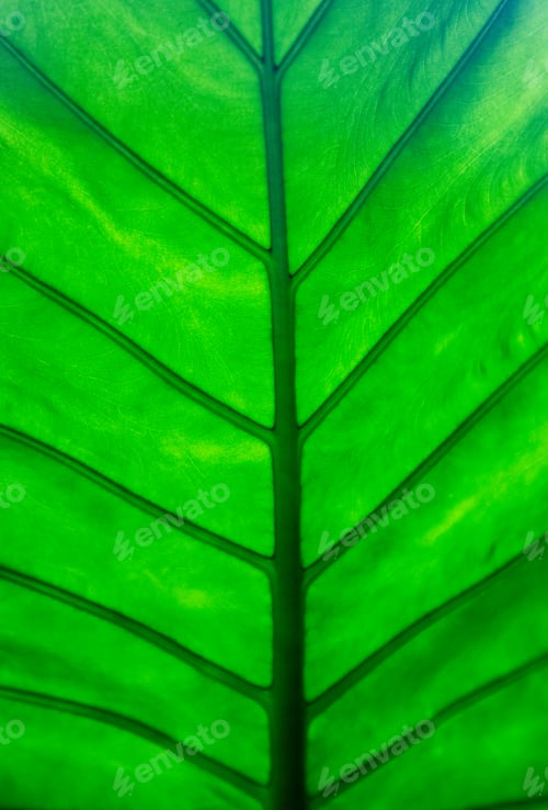 Preview: green leaf abstract close up